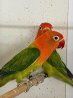 Koppel opaline ficheri, Meerdere dieren, Parkiet