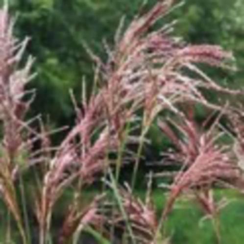 Miscanthus sinensis,chinees prachtriet, Tuin en Terras, Planten | Tuinplanten, Vaste plant, Siergrassen, Volle zon, Herfst, Ophalen
