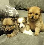 Super mooi dwergkees pups te koop, België, Particulier, Rabiës (hondsdolheid), Overige rassen