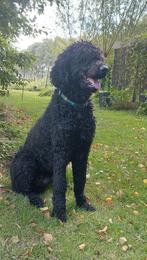 Labradoodle reu 1½ jaar oud, Dieren en Toebehoren, Rabiës (hondsdolheid), Reu, 1 tot 2 jaar, Groot