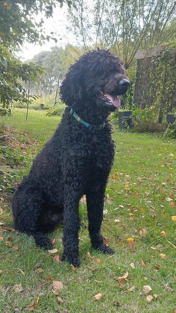 Labradoodle reu 1½ jaar oud, Dieren en Toebehoren, Honden | Niet-rashonden, Groot, Reu, Particulier, Eén hond, Nederland, 1 tot 2 jaar