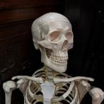 Realistische anatomische mensen skelet, Ophalen of Verzenden, Zo goed als nieuw