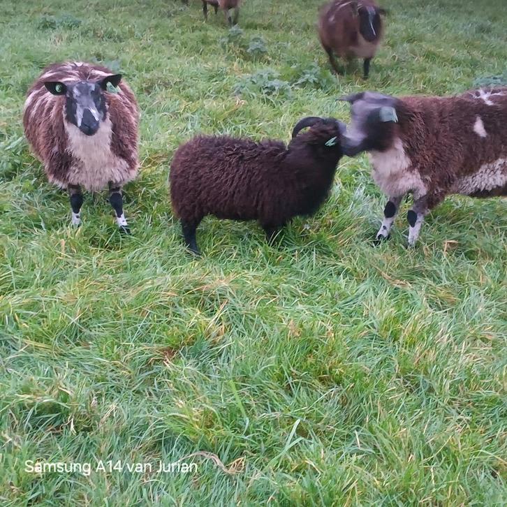 Quessant rammen, Dieren en Toebehoren, Schapen, Geiten en Varkens, Schaap, Mannelijk
