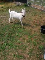 Te koop grote geitenbok., Dieren en Toebehoren, Schapen, Geiten en Varkens, Mannelijk, Geit, 0 tot 2 jaar