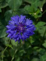 Korenbloem, Centaurea Cyanus. Blauw donkerpaars.  Zaden onbe, Ophalen of Verzenden, Voorjaar, Volle zon, Zaad