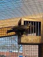 Mexicaanse roodmus man, Dieren en Toebehoren, Vogels | Parkieten en Papegaaien, Mannelijk, Geringd