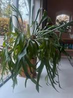 Mooie Hertshoornvaren (Platycerium), Tuin en Terras, Planten | Tuinplanten, Ophalen, Vaste plant, Varens, Bloeit niet