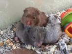 Diverse soorten tamme hamsters., Dieren en Toebehoren, Knaagdieren, Meerdere dieren, Hamster, Na 1 juli 2024, Tam