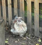 Haan, Dieren en Toebehoren, Mannelijk, Kip