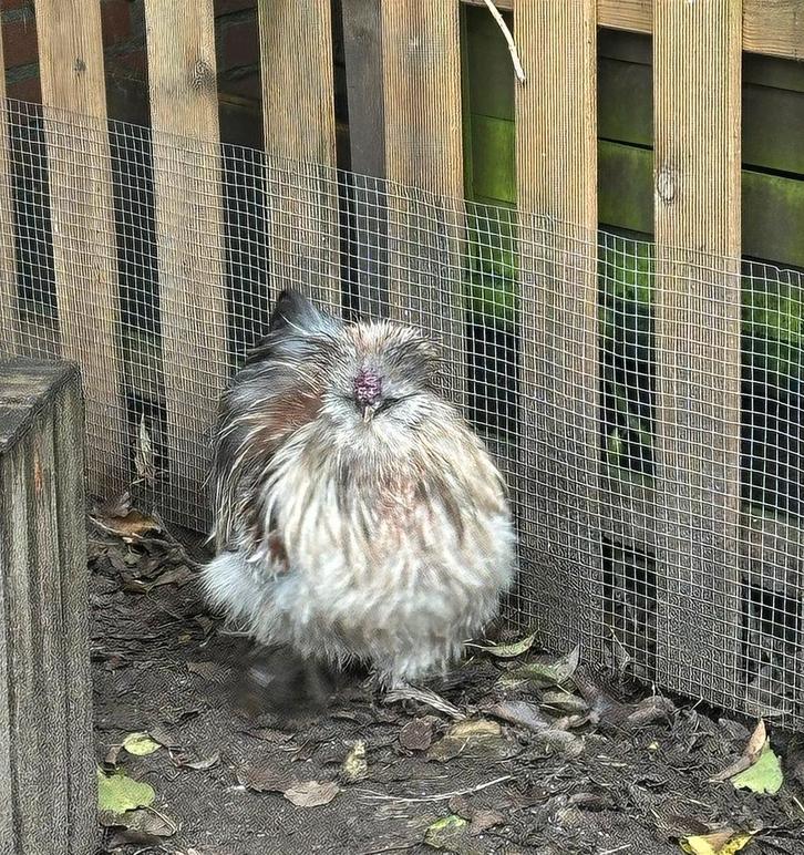 Haan, Dieren en Toebehoren, Pluimvee, Kip, Mannelijk