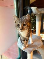 Poes en Kater, Dieren en Toebehoren, Katten en Kittens | Overige Katten, Meerdere dieren, Kortharig, 0 tot 2 jaar