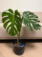Monstera H:70cm | Leaf: 40cm, Overige soorten, Ophalen of Verzenden, In pot, Minder dan 100 cm