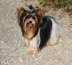 Yorkshire Terrier Stud Dog Biewer goedgekeurde hond & meervo, Fokker | Hobbymatig, Rabiës (hondsdolheid), Reu, 1 tot 2 jaar