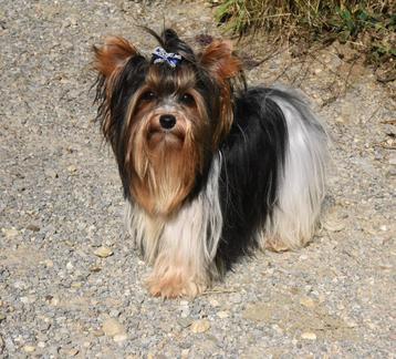 Yorkshire Terrier Stud Dog Biewer goedgekeurde hond & meervo