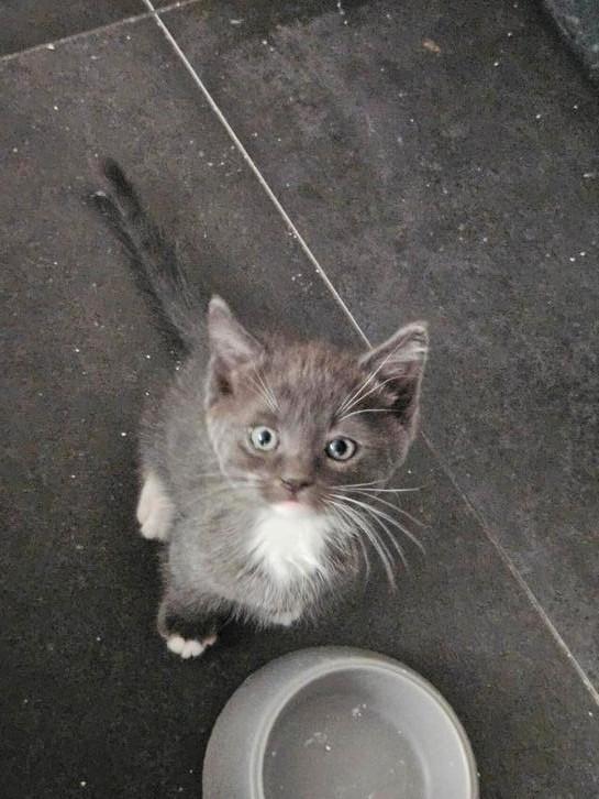 ♡ nog 3 ragdoll maine coon x 9 weken ♡, Dieren en Toebehoren, Katten en Kittens | Overige Katten, Meerdere dieren