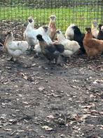Zijdehoenders div kleuren, Dieren en Toebehoren, Meerdere dieren, Kip