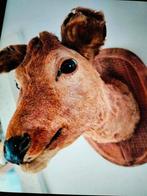 Prachtige perfect opgezette herten_reeenkop, Verzamelen, Dierenverzamelingen, Ophalen of Verzenden, Opgezet dier