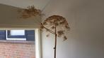 Droogbloemen.   193 cm.  Berenklauw. .Zonder pot., Huis en Inrichting, Ophalen, Zo goed als nieuw