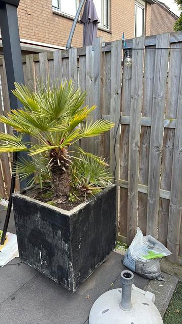 Palmboom beschikbaar voor biedingen