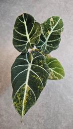 Alocasia Black Velvet Gold Variegata, Ophalen of Verzenden, Halfschaduw, Minder dan 100 cm