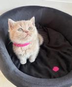 🐾100% Britse korthaar kittens🐾, Meerdere dieren, Ontwormd, 0 tot 2 jaar