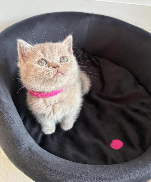 🐾100% Britse korthaar kittens🐾, Dieren en Toebehoren, Katten en Kittens | Raskatten | Korthaar, Meerdere dieren, 0 tot 2 jaar