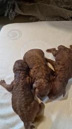 Toy poedel puppy's, Dieren en Toebehoren, Honden | Chihuahua's en Gezelschapshonden, Poedel, 8 tot 15 weken, Meerdere, Meerdere dieren