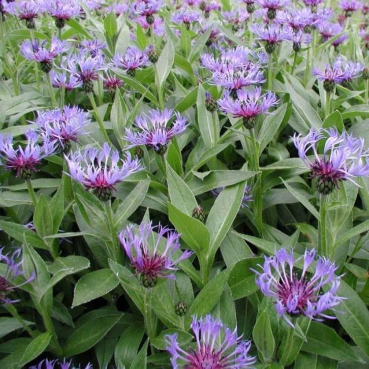 Zaden Centaurea montana blauw, Tuin en Terras, Bloembollen en Zaden, Volle zon, Verzenden
