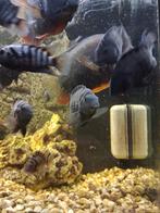 Zebra cichliden visjes, 4/5 mnd oud, Dieren en Toebehoren, Vissen | Aquariumvissen, Vis