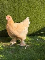 Brahma lemon pyle hen, Dieren en Toebehoren, Pluimvee, Meerdere dieren, Kip