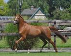 8 jarige super knappe C pony, Dieren en Toebehoren, Merrie, B, Gechipt, C pony (1.27m tot 1.37m)