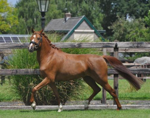8 jarige super knappe C pony, Dieren en Toebehoren, Pony's, Merrie, B, C pony (1.27m tot 1.37m), Recreatiepony, 7 tot 10 jaar