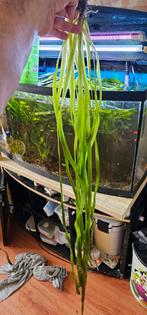 Valisneria gigantica stek, Ophalen of Verzenden, Zo goed als nieuw, Plant(en), Steen of Hout