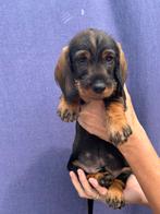 Standaard Ruwhaar Teckelpuppy’s wildkleur, Dieren en Toebehoren, Standaard, CDV (hondenziekte), 8 tot 15 weken, Meerdere