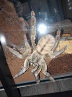 Psalmopoeus cambridgei vogelspin, Dieren en Toebehoren, Spin of Schorpioen