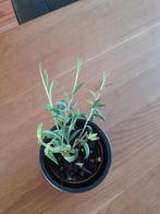 Senecio radicans, Ophalen of Verzenden, Halfschaduw, Minder dan 100 cm