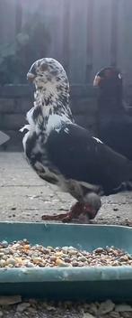 Duif vermist, Dieren en Toebehoren, Vogels | Duiven, Mannelijk