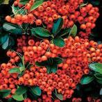 vuurdoorn, Ophalen, Overige soorten, Struik, 100 tot 250 cm