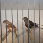 Koppel roodfactorig, Dieren en Toebehoren, Vogels | Kanaries, Meerdere dieren, Kleurkanarie