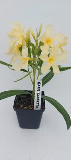 Oleander kwekerij; meer dan 100 verschillende variëteiten., Ophalen of Verzenden, Zomer, Volle zon