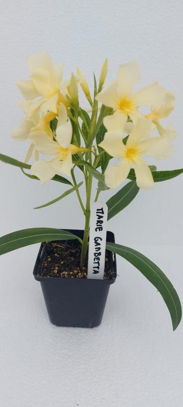 Oleander kwekerij; meer dan 100 verschillende variëteiten.  beschikbaar voor biedingen