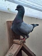 5 modenaas gratis, Dieren en Toebehoren, Vogels | Duiven, Mannelijk