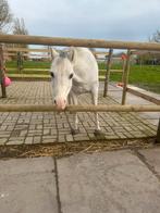 welsh a pony, Dieren en Toebehoren, 11 jaar of ouder, Merrie, Met stamboom, Niet van toepassing