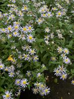 Herfstasters, Tuin en Terras, Planten | Tuinplanten, Vaste plant, Halfschaduw, Herfst, Ophalen