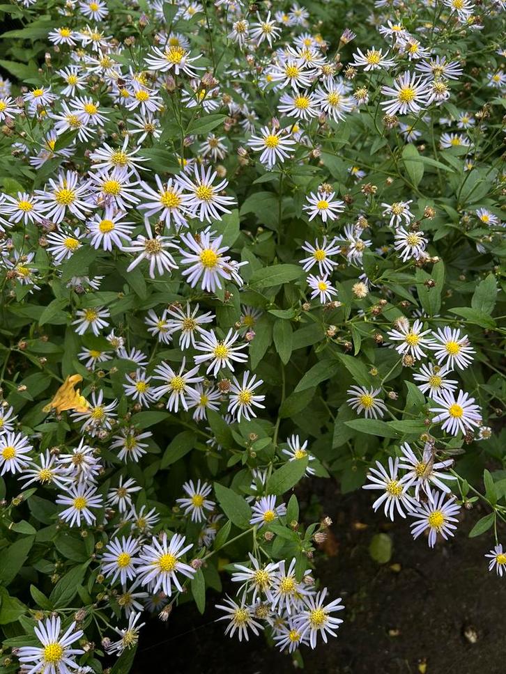 Herfstasters, Tuin en Terras, Planten | Tuinplanten, Vaste plant, Overige soorten, Halfschaduw, Herfst, Ophalen