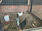 Toom Java krielkippen, Dieren en Toebehoren, Vogels | Kanaries, Meerdere dieren, Kleurkanarie