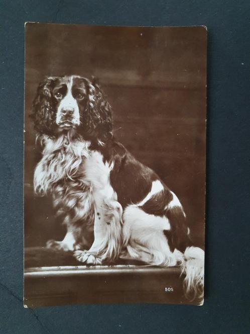 Postkaart Cocker Spaniël Hond chien (=> 1936 Geel ), Verzamelen, Ansichtkaarten | Dieren, Gelopen, 1920 tot 1940, Hond of Kat