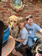 Hovawart puppy's 2026/03/04, Dieren en Toebehoren, Rabiës (hondsdolheid), Overige rassen, 8 tot 15 weken, Meerdere