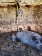 Mangalitza/ wolvarken zeug, Dieren en Toebehoren, Schapen, Geiten en Varkens, Vrouwelijk, 0 tot 2 jaar, Varken