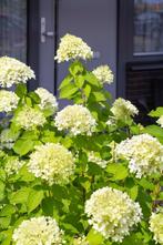 Pluimhortensia LImelight mooie rijkbloeide hortensia, Ophalen of Verzenden, Hortensia, Haag, Minder dan 100 cm